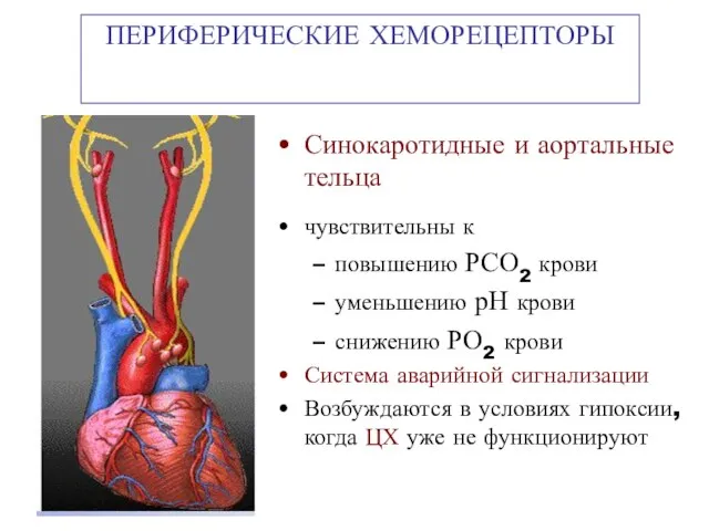 ПЕРИФЕРИЧЕСКИЕ ХЕМОРЕЦЕПТОРЫ Синокаротидные и аортальные тельца чувствительны к повышению РСО2 крови