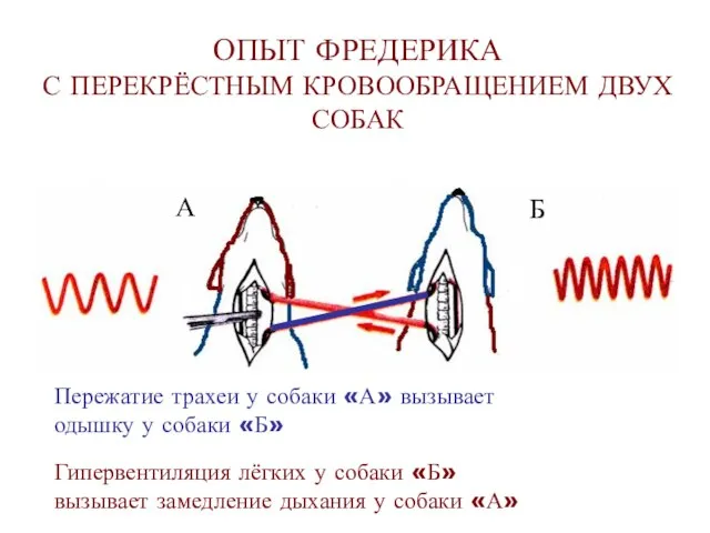 ОПЫТ ФРЕДЕРИКА С ПЕРЕКРЁСТНЫМ КРОВООБРАЩЕНИЕМ ДВУХ СОБАК Пережатие трахеи у собаки