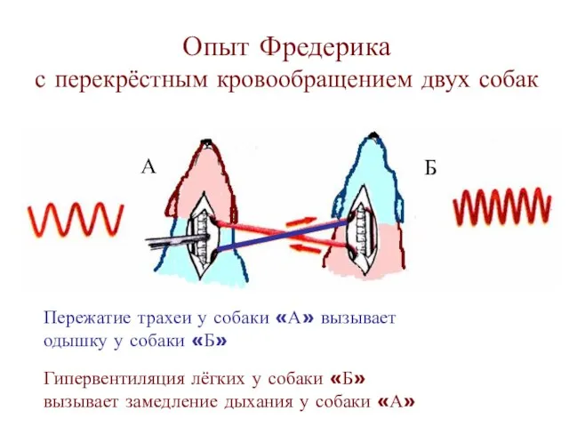 Опыт Фредерика с перекрёстным кровообращением двух собак Пережатие трахеи у собаки