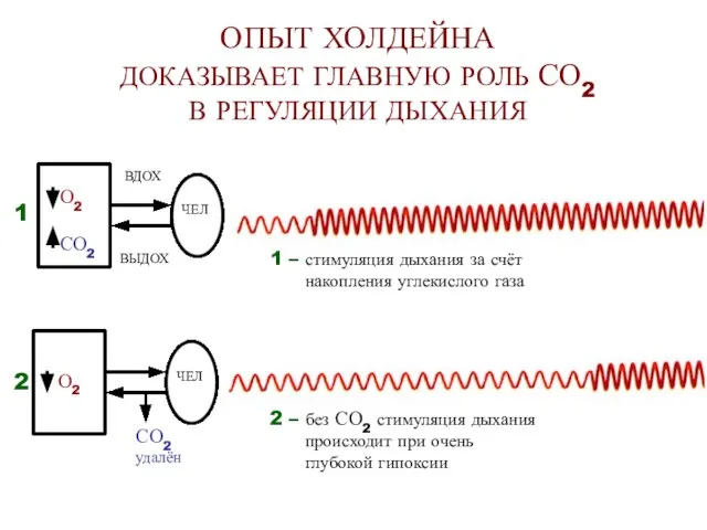 ОПЫТ ХОЛДЕЙНА ДОКАЗЫВАЕТ ГЛАВНУЮ РОЛЬ СО2 В РЕГУЛЯЦИИ ДЫХАНИЯ ВДОХ ВЫДОХ