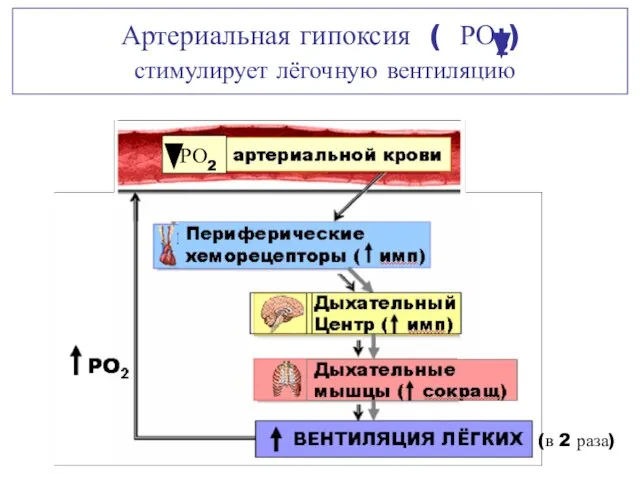 РО2 Артериальная гипоксия ( РО2) стимулирует лёгочную вентиляцию (в 2 раза)