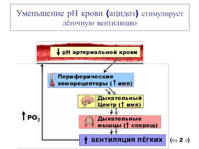 Уменьшение рН крови (ацидоз) стимулирует лёгочную вентиляцию (на 2 л)