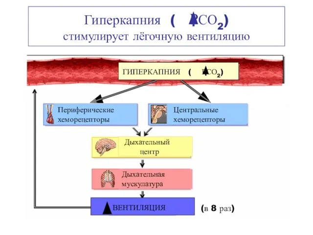 Гиперкапния ( РСО2) стимулирует лёгочную вентиляцию ГИПЕРКАПНИЯ ( РСО2) Периферические хеморецепторы