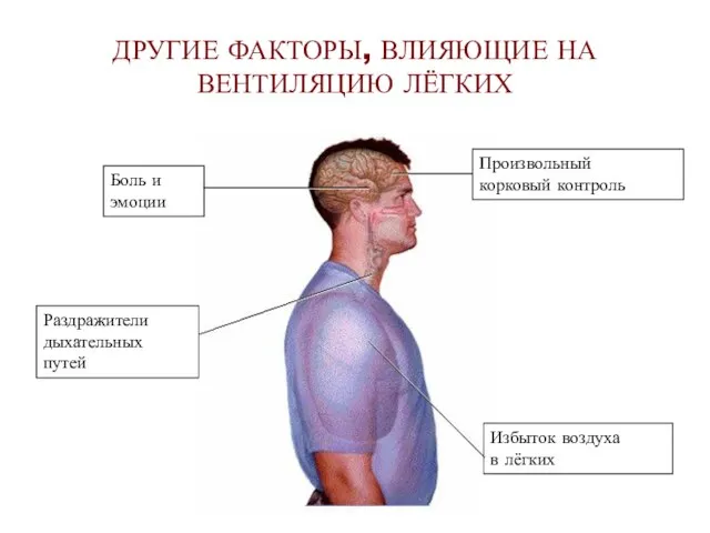 ДРУГИЕ ФАКТОРЫ, ВЛИЯЮЩИЕ НА ВЕНТИЛЯЦИЮ ЛЁГКИХ Боль и эмоции Произвольный корковый