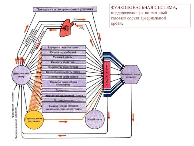ФУНКЦИОНАЛЬНАЯ СИСТЕМА, поддерживающая постоянный газовый состав артериальной крови.