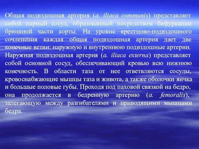 Общая подвздошная артерия (а. іlіаса соmmunis) представляет собой парный сосуд, образованный