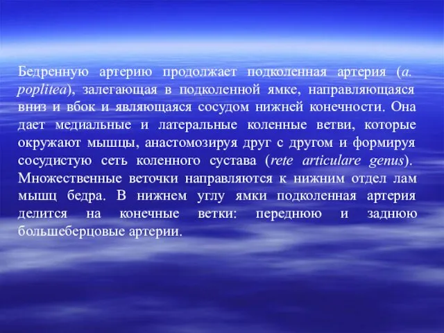 Бедренную артерию продолжает подколенная артерия (а. poplitea), залегающая в подколенной ямке,