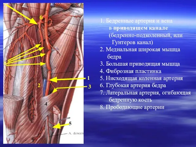 1. Бедренные артерия и вена в приводящем канале (бедренно-подколенный, или Гунтеров