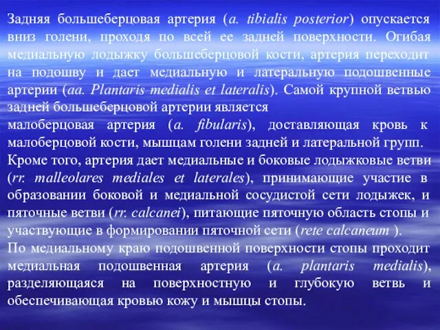 Задняя большеберцовая артерия (а. tibialis posterior) опускается вниз голени, проходя по