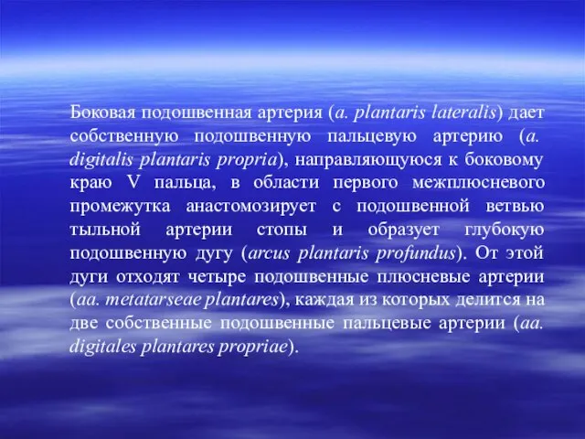 Боковая подошвенная артерия (а. plantaris lateralis) дает собственную подошвенную пальцевую артерию