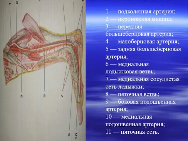 1 — подколенная артерия; 2 — икроножная мышца; 3 — передняя
