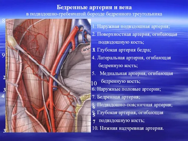 Бедренные артерия и вена 1 4 3 6 3 2 7