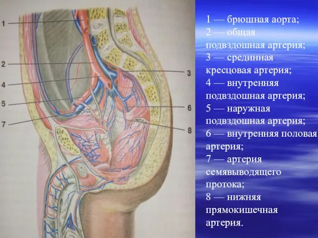 1 — брюшная аорта; 2 — общая подвздошная артерия; 3 —