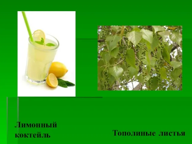 Лимонный коктейль Тополиные листья