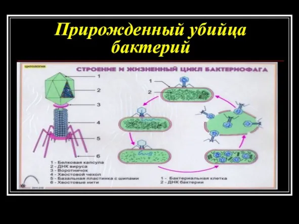 Прирожденный убийца бактерий