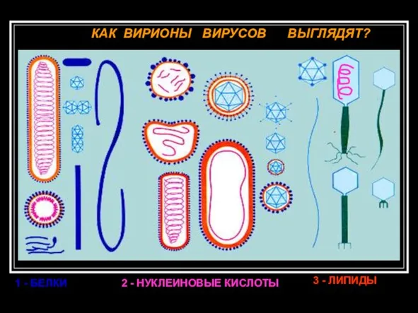 КАК ВИРИОНЫ ВИРУСОВ ВЫГЛЯДЯТ? 1 - БЕЛКИ 2 - НУКЛЕИНОВЫЕ КИСЛОТЫ 3 - ЛИПИДЫ