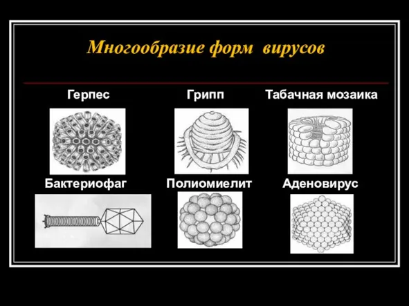 Многообразие форм вирусов Герпес Грипп Табачная мозаика Бактериофаг Полиомиелит Аденовирус