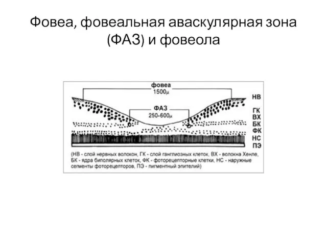 Фовеа, фовеальная аваскулярная зона (ФАЗ) и фовеола