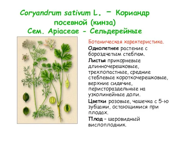 Coryandrum sativum L. – Кориандр посевной (кинза) Сем. Apiaceae - Сельдерейные