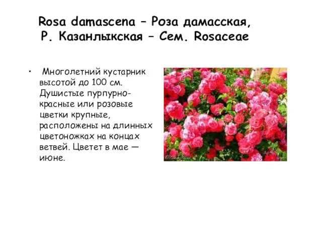 Rosa damascena – Роза дамасская, Р. Казанлыкская – Сем. Rosaceae Многолетний
