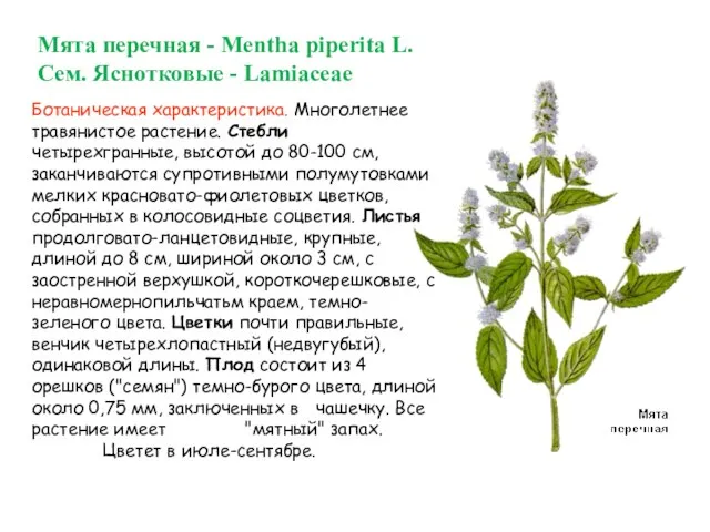 Мята перечная - Mentha piperita L. Сем. Яснотковые - Lamiaceae Ботаническая