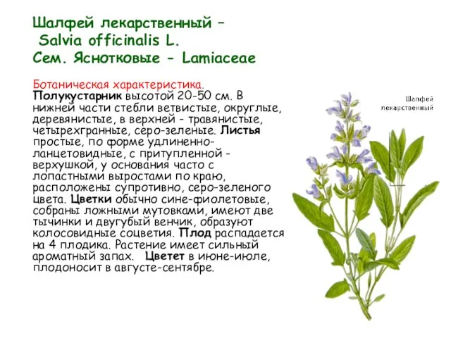 Шалфей лекарственный – Salvia officinalis L. Сем. Яснотковые - Lamiaceae Ботаническая