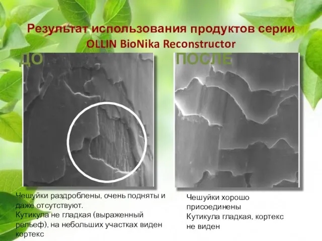 Результат использования продуктов серии OLLIN BioNika Reconstructor Чешуйки хорошо присоединены Кутикула