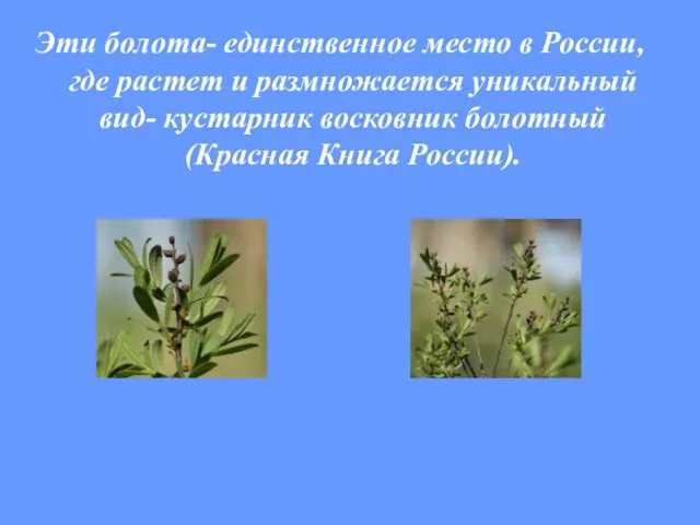 Эти болота- единственное место в России, где растет и размножается уникальный