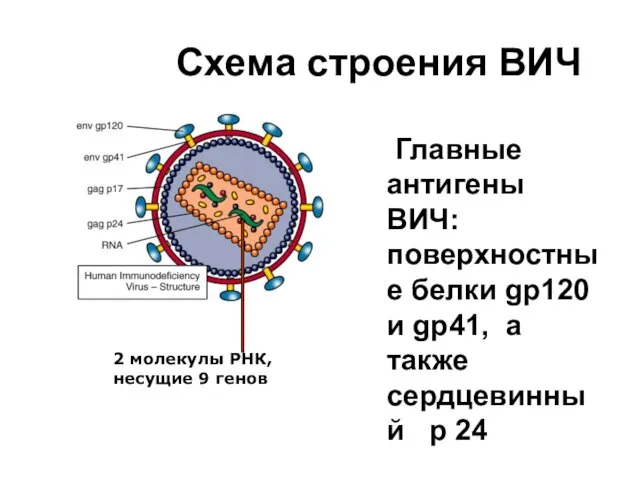 Схема строения ВИЧ Главные антигены ВИЧ: поверхностные белки gp120 и gp41,