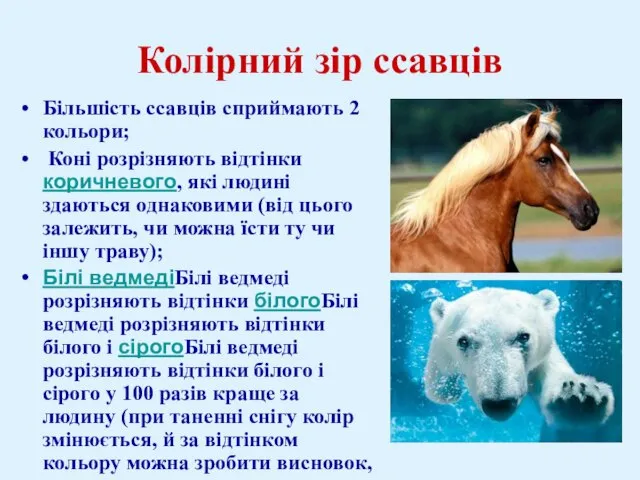 Колірний зір ссавців Більшість ссавців сприймають 2 кольори; Коні розрізняють відтінки