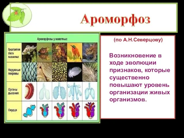 (по А.Н.Северцову) Возникновение в ходе эволюции признаков, которые существенно повышают уровень организации живых организмов.