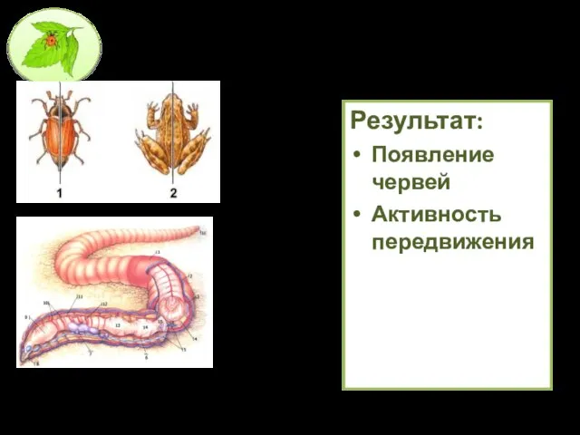 Результат: Появление червей Активность передвижения