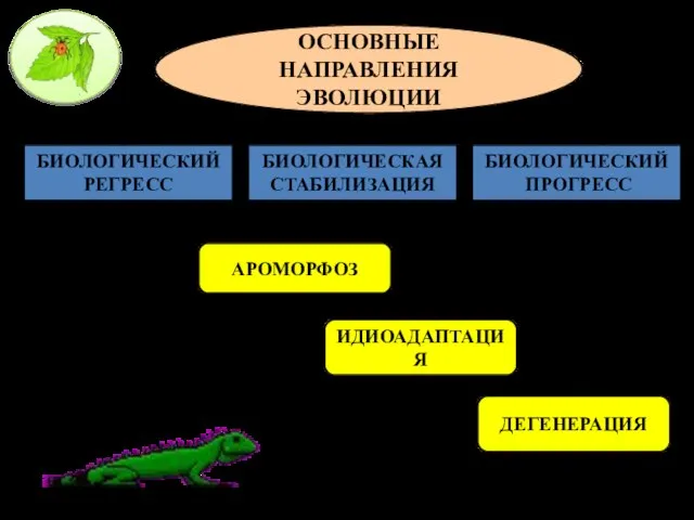 ОСНОВНЫЕ НАПРАВЛЕНИЯ ЭВОЛЮЦИИ БИОЛОГИЧЕСКИЙ РЕГРЕСС БИОЛОГИЧЕСКАЯ СТАБИЛИЗАЦИЯ БИОЛОГИЧЕСКИЙ ПРОГРЕСС АРОМОРФОЗ ИДИОАДАПТАЦИЯ ДЕГЕНЕРАЦИЯ