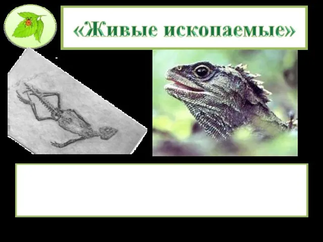 Это окаменелые останки гомеозавра – похожего на гаттерию животного, обитавшего 140