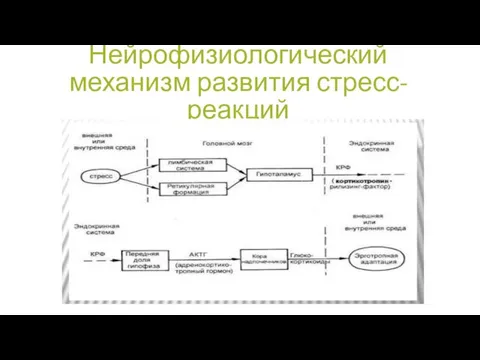 Нейрофизиологический механизм развития стресс-реакций