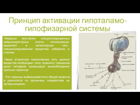 Принцип активации гипоталамо-гипофизарной системы -Нервные окончания специализированных нейросекреторных клеток гипоталамуса выделяют