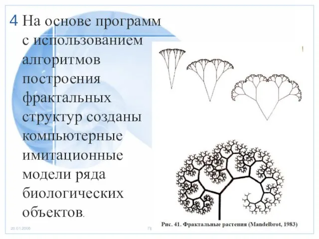 На основе программ с использованием алгоритмов построения фрактальных структур созданы компьютерные имитационные модели ряда биологических объектов.