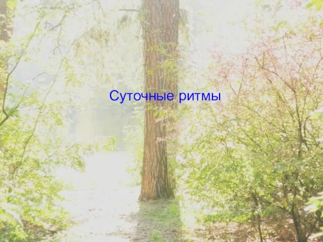 Суточные ритмы