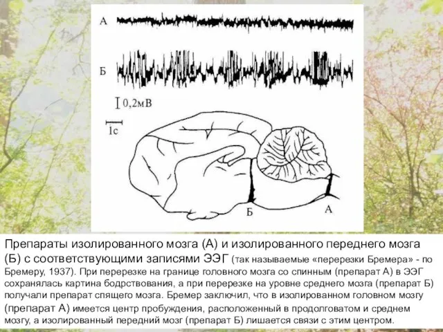 Препараты изолированного мозга (А) и изолированного переднего мозга (Б) с соответствующими