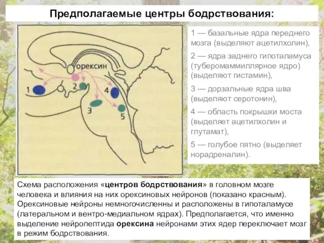 Схема расположения «центров бодрствования» в головном мозге человека и влияния на