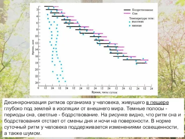 Десинхронизация ритмов организма у человека, живущего в пещере глубоко под землей