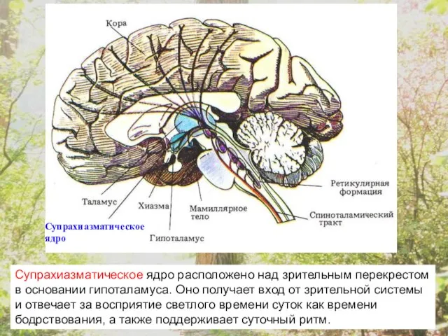 Супрахиазматическое ядро Супрахиазматическое ядро расположено над зрительным перекрестом в основании гипоталамуса.