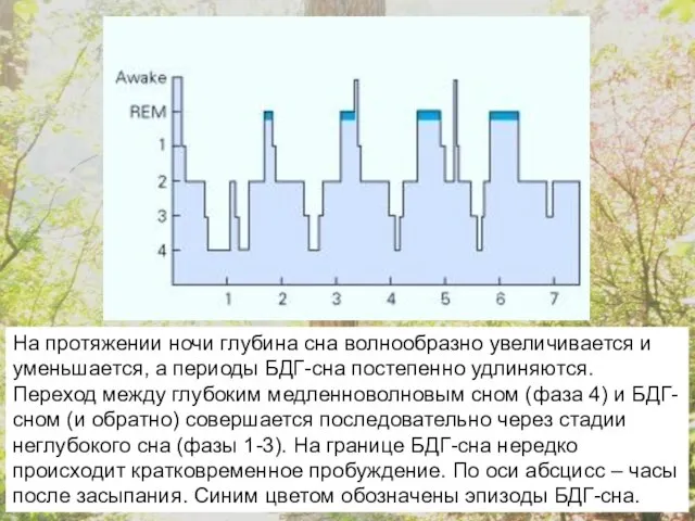 На протяжении ночи глубина сна волнообразно увеличивается и уменьшается, а периоды