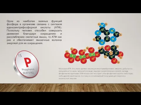Одна из наиболее важных функций фосфора в организме связана с синтезом