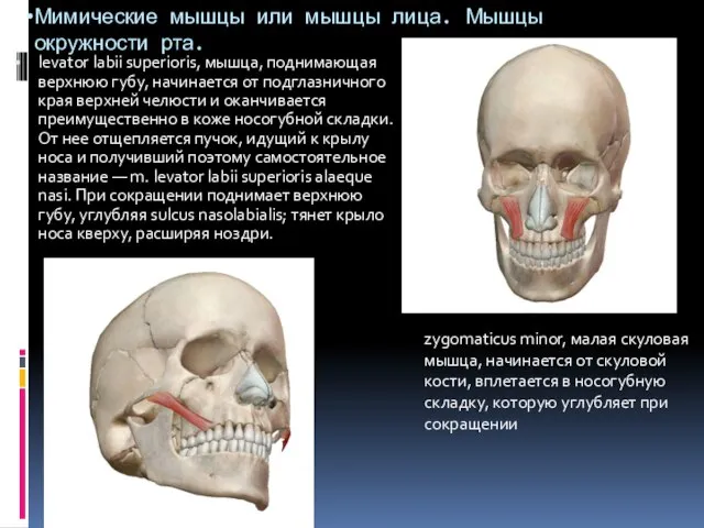 Мимические мышцы или мышцы лица. Мышцы окружности рта. levator labii superioris,