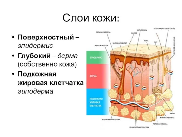 Слои кожи: Поверхностный – эпидермис Глубокий – дерма (собственно кожа) Подкожная жировая клетчатка - гиподерма