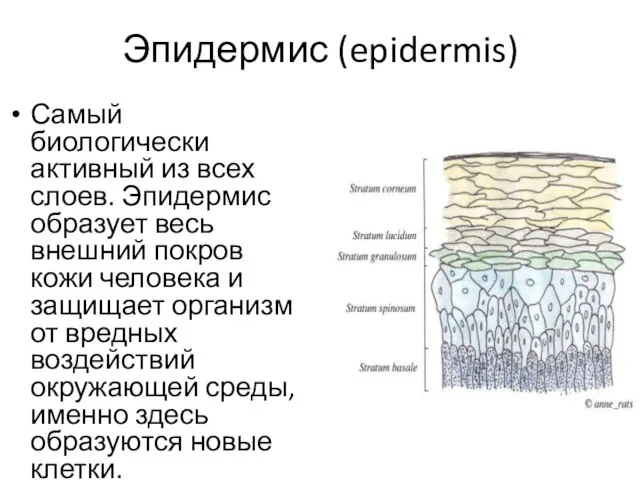 Эпидермис (epidermis) Самый биологически активный из всех слоев. Эпидермис образует весь