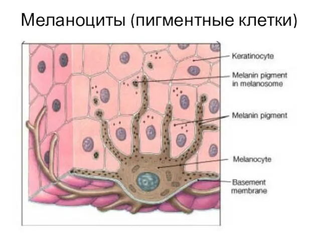 Меланоциты (пигментные клетки)