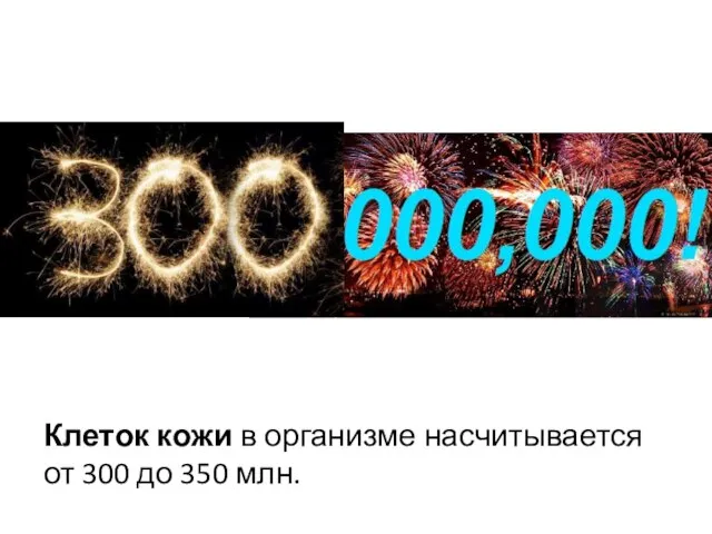 Клеток кожи в организме насчитывается от 300 до 350 млн.