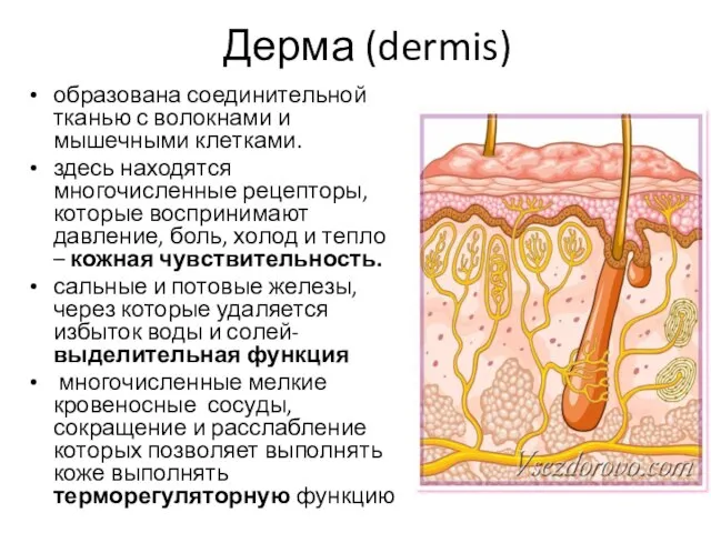 Дерма (dermis) образована соединительной тканью с волокнами и мышечными клетками. здесь